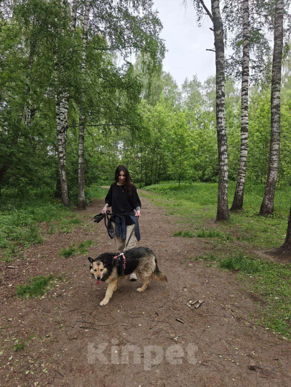 Собаки в Москве: Девушка которая любит! Девочка, Бесплатно - фото 8