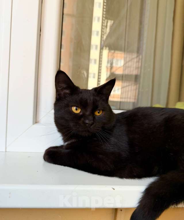 Кошки в Москве: Плюшевая черная кошечка Лилит в добрые руки Девочка, Бесплатно - фото 5