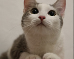 Кошки в Москве: Котенок в добрые руки Девочка, Бесплатно - фото 3