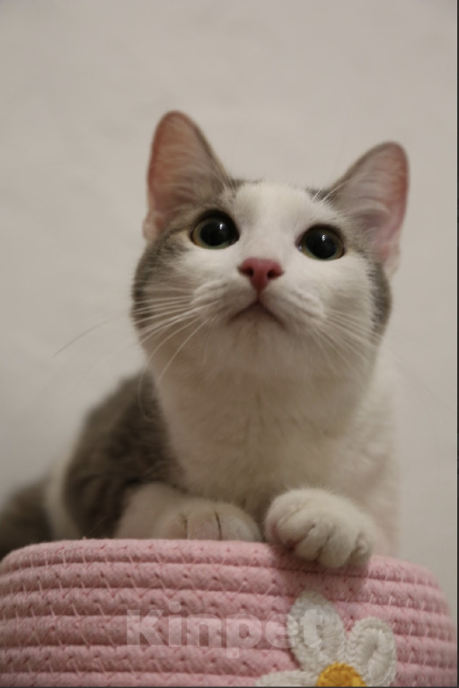 Кошки в Москве: Котенок в добрые руки Девочка, Бесплатно - фото 3