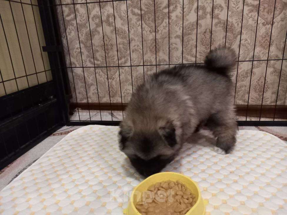 Собаки в Нижнем Новгороде: продаем Девочка, 85 000 руб. - фото 1