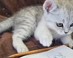 Кошки в Ярославле: Шотландский прямоухий короткошёрстный котёнок цвета серебристая шиншилла Девочка, 7 700 руб. - фото 3