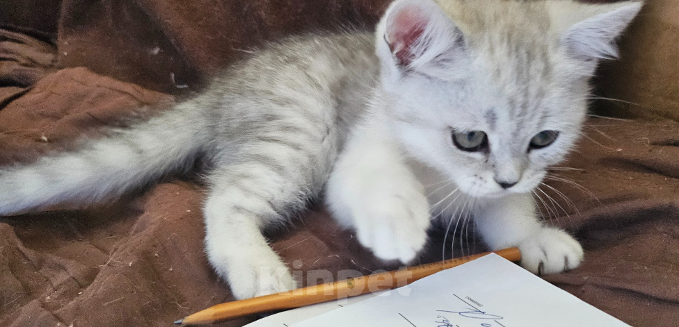 Кошки в Ярославле: Шотландский прямоухий короткошёрстный котёнок цвета серебристая шиншилла Девочка, 7 700 руб. - фото 3