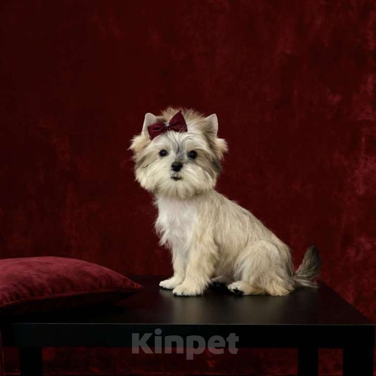 Собаки в Москве: Йорк мини девочка бэби фейс. Голддаст йорк из питомника Девочка, 80 000 руб. - фото 6