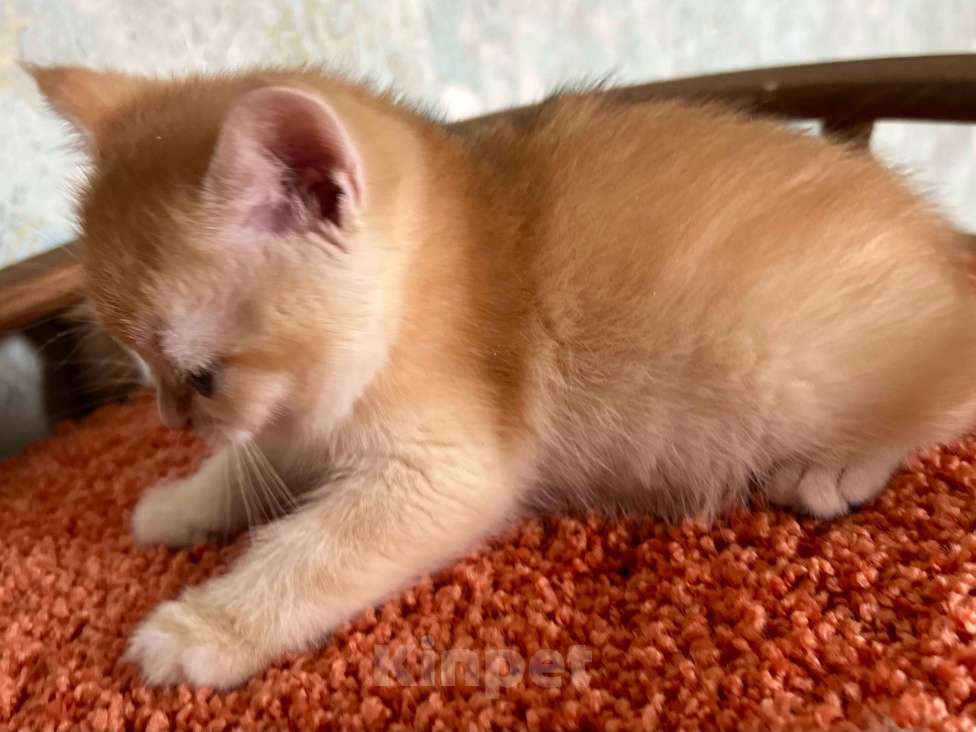 Кошки в Москве: Кошечка Золотая Шиншилла  Девочка, 35 000 руб. - фото 5