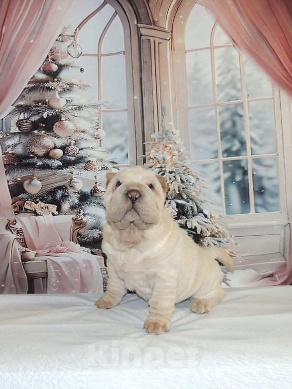 Собаки в Москве: Щенки шарпея из рук Заслуженного Заводчика РКФ Девочка, Бесплатно - фото 1