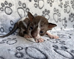 Кошки в Балашихе: Кошечка Дейла Девочка, 80 000 руб. - фото 6