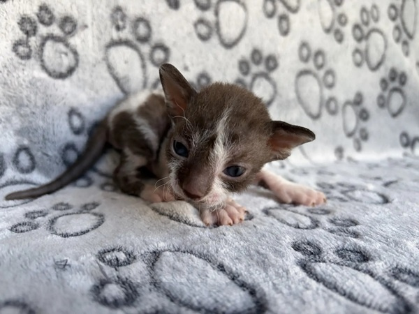 Кошки в Балашихе: Кошечка Дейла Девочка, 80 000 руб. - фото 6