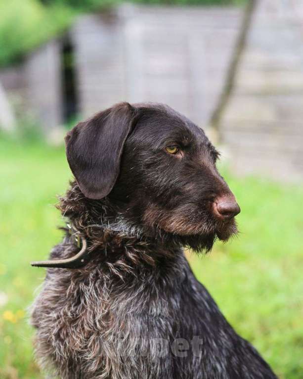 Собаки в Санкт-Петербурге: Красивая породистая собака отдается в дар Девочка, Бесплатно - фото 3