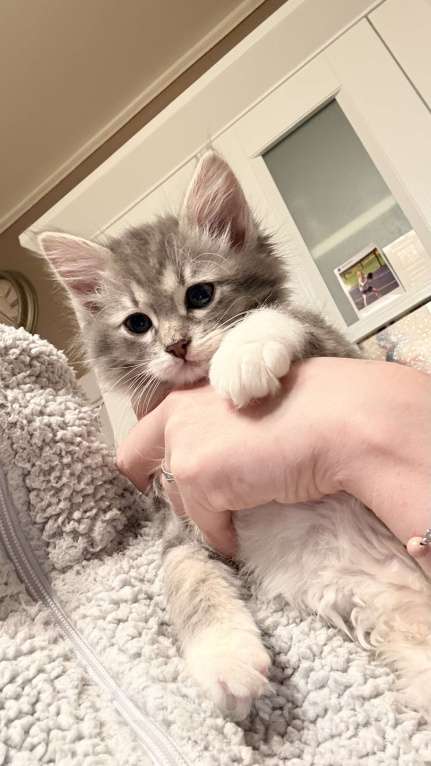 Кошки в Москве: Котята в добрые ответственные руки Девочка, Бесплатно - фото 6