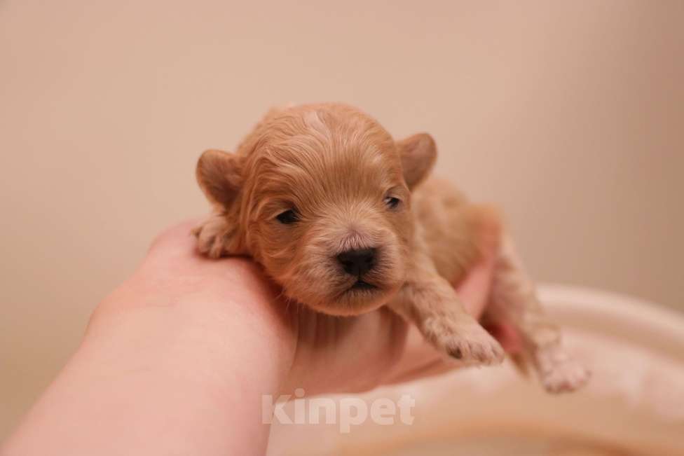 Собаки в Москве: Мальтипу мальчик Корея микро Мальчик, 130 000 руб. - фото 3