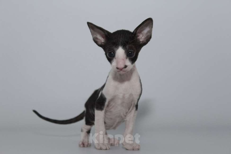 Кошки в Москве: малыши к резервированию. питомник Корнелита Мальчик, 60 000 руб. - фото 3