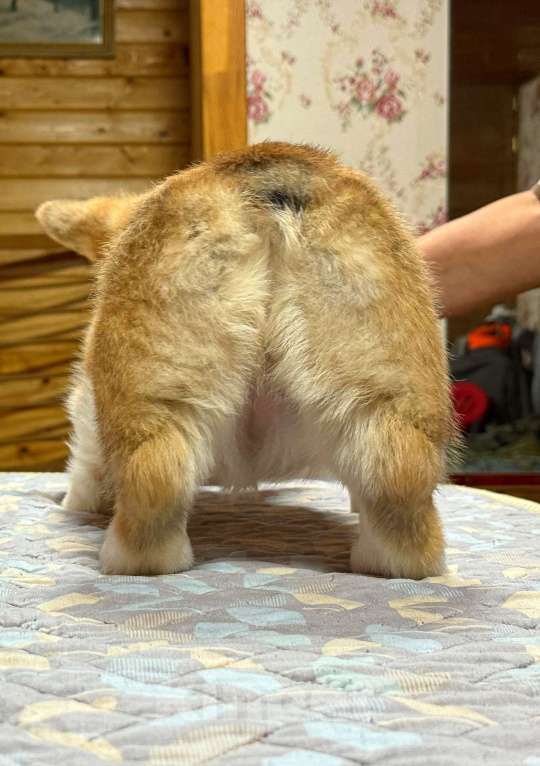 Собаки в Москве: Щенок Вельш корги пемброк  Девочка, 80 000 руб. - фото 3