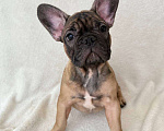 Собаки в Санкт-Петербурге: Щенок французского бульдога Девочка, 40 000 руб. - фото 1