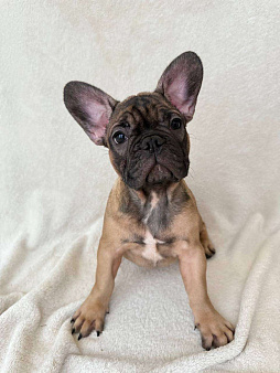 Щенок французского бульдога