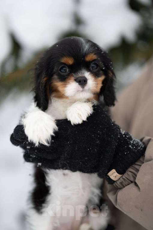 Собаки в Москве: Девочка триколор кавалера  Девочка, 160 000 руб. - фото 2