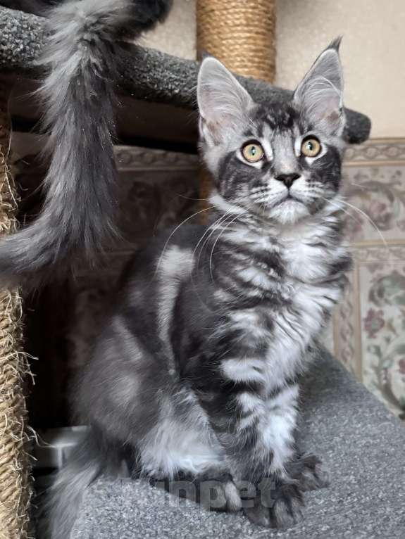 Кошки в Петергофе: Девочка красотка Девочка, 35 000 руб. - фото 4