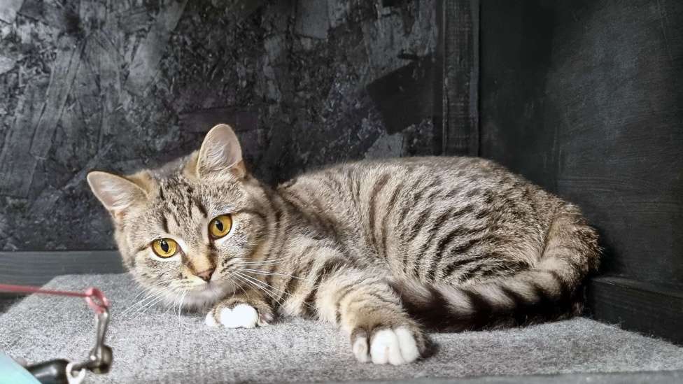 Кошки в Ставрополе: Коша в добрые руки. Девочка, Бесплатно - фото 3