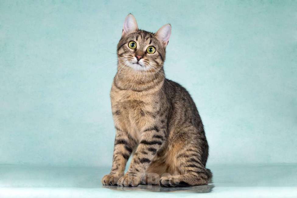 Кошки в Москве: Веселый котенок-подросток Купер в добрые руки Мальчик, Бесплатно - фото 5