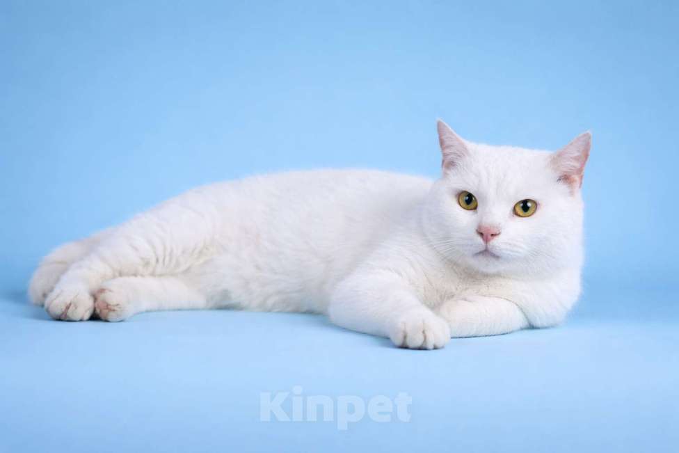 Кошки в Москве: Найден кот Мальчик, Бесплатно - фото 3