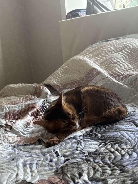 Кошки в Пензе: срочная продажа Мальчик, Бесплатно - фото 2