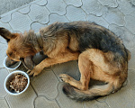 Собаки в Краснодаре: Нашел взрослую собаку породы немецкая овчарка. Мальчик, 1 руб. - фото 2