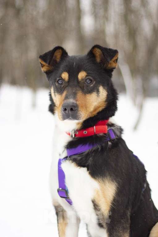 Собаки в Москве: Идеальная собака для спокойных прогулок Джеки в поисках своей семьи Девочка, Бесплатно - фото 2