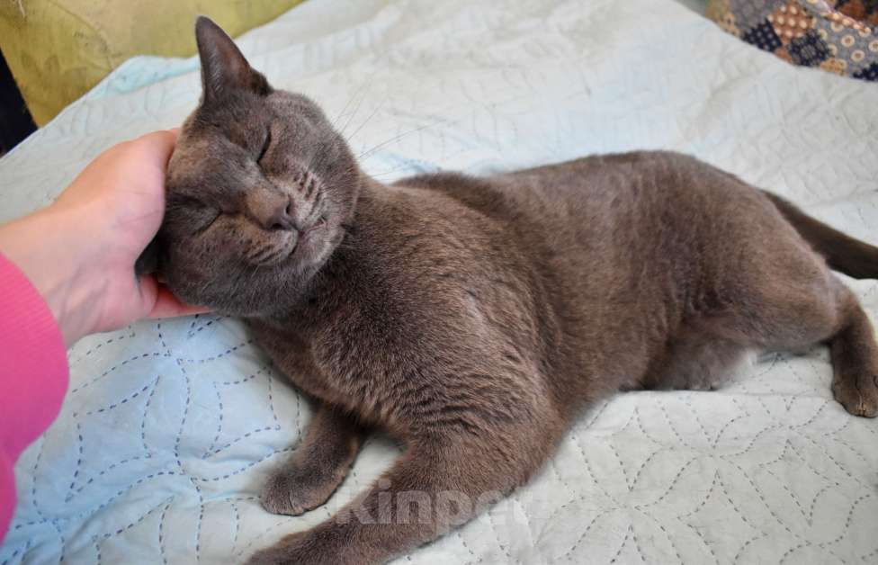 Кошки в Москве: Ищу дом для идеального кота Ластика. Характер прилагается. Мальчик, 500 руб. - фото 5