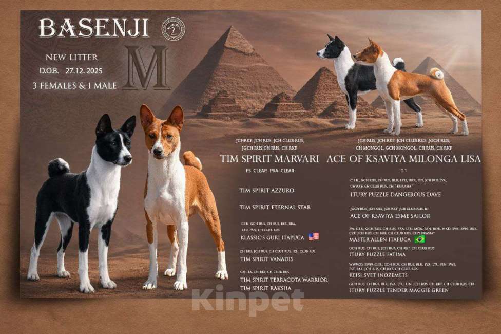 Собаки в Москве: Щенок басенджи Девочка, 150 000 руб. - фото 6