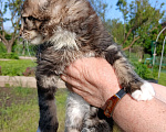 Кошки в Новоалександровске: Чистокровные котята мейн-кун 🐾 Мальчик, 30 000 руб. - фото 5