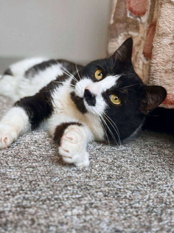 Кошки в Балашихе: Маре Мальчик, Бесплатно - фото 1