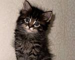 Кошки в Москве: Шотландский котенок Мальчик, 9 000 руб. - фото 2