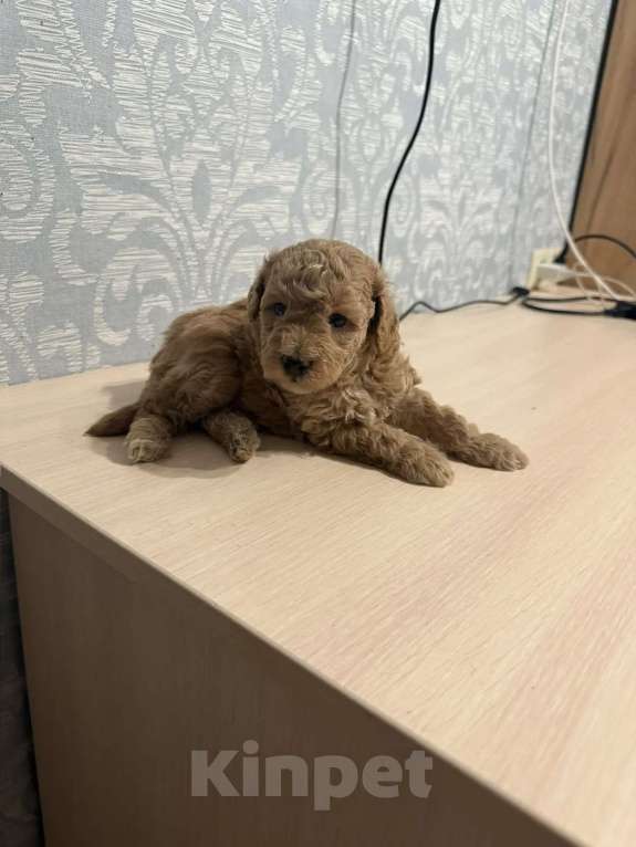 Собаки в Щелково: Той пудель Мальчик, 60 000 руб. - фото 1