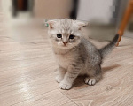 Кошки в Казани: Шотландский вислоухий, котенок  Мальчик, 8 000 руб. - фото 3