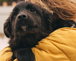 Собаки в Рязани: Баффи - умная малышка Девочка, Бесплатно - фото 3