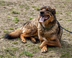 Собаки в Москве: Валик Мальчик, Бесплатно - фото 14