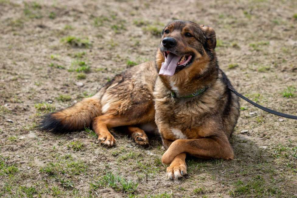 Собаки в Москве: Валик Мальчик, Бесплатно - фото 14