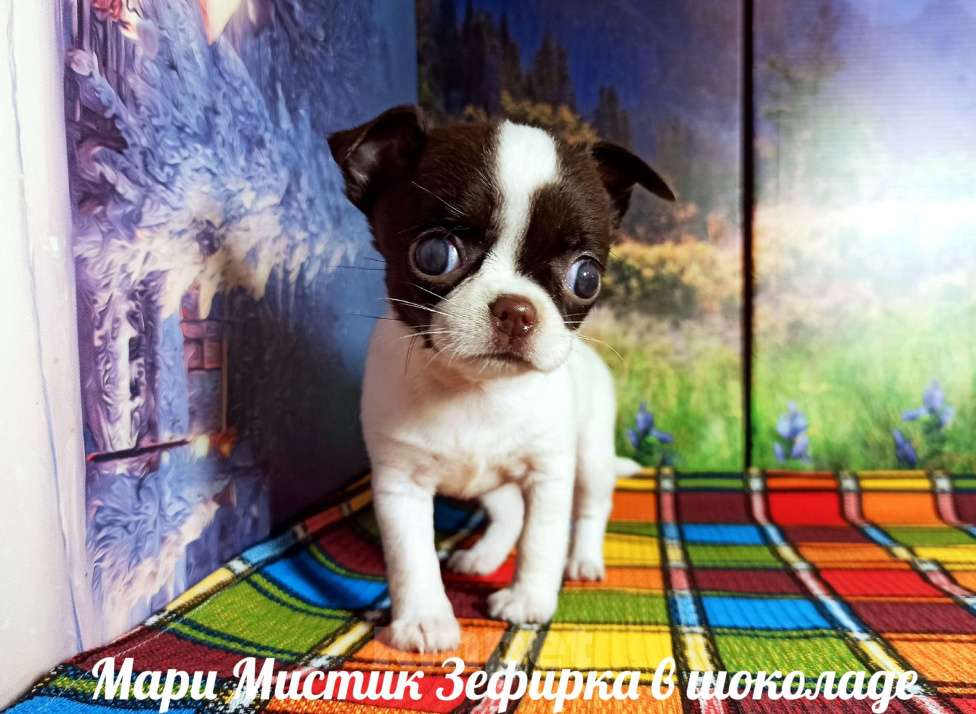 Собаки в Санкт-Петербурге: Зефирка чихуахуа бэби фейс Девочка, 100 000 руб. - фото 2
