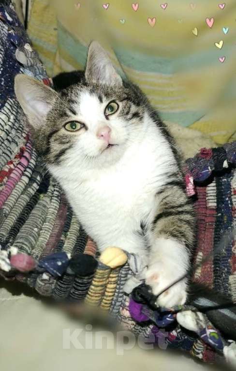 Кошки в Москве: Плюшевый котик Барсик Мальчик, Бесплатно - фото 1