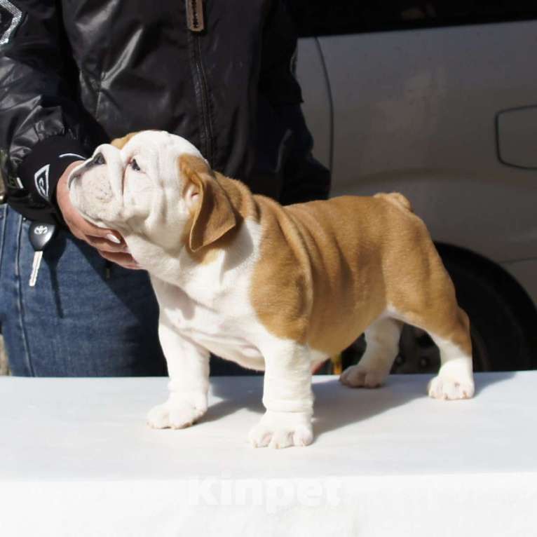 Собаки в Краснодаре: Английский бульдог, алиментный мальчик Мальчик, Бесплатно - фото 2