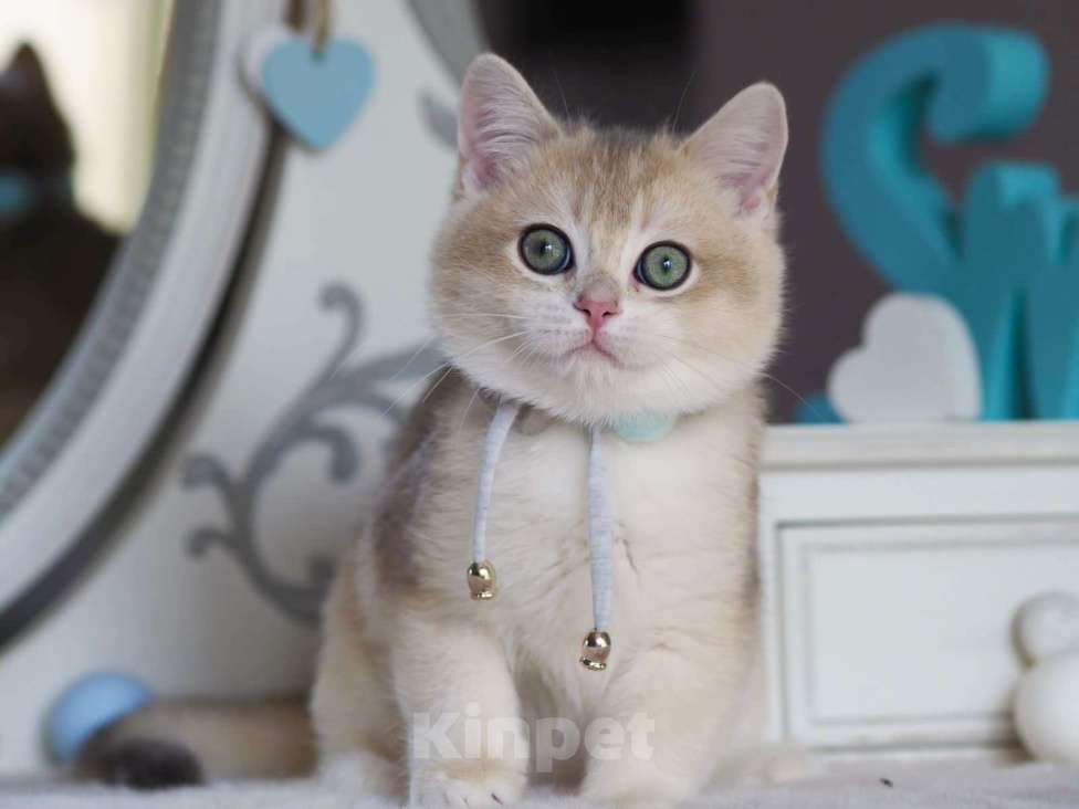 Кошки в Владивостоке: Британский котенок в шикарной шубке Мальчик, 130 000 руб. - фото 1