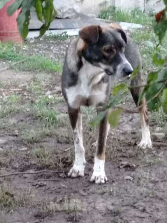 Собаки в Краснодаре: ДЖЕМ СУПЕР ОХРАННИК Мальчик, Бесплатно - фото 7