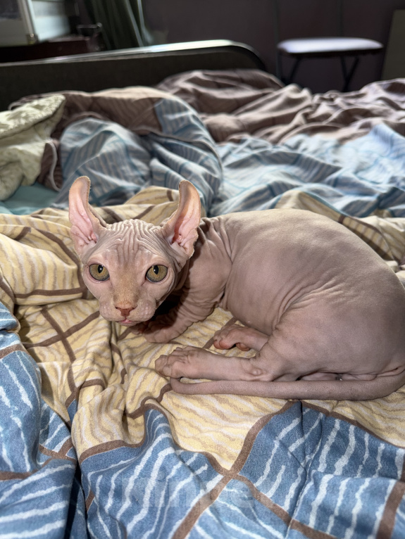 Кошки в Москве: Бамбино канадский сфинкс Разнополые, 15 000 руб. - фото 5