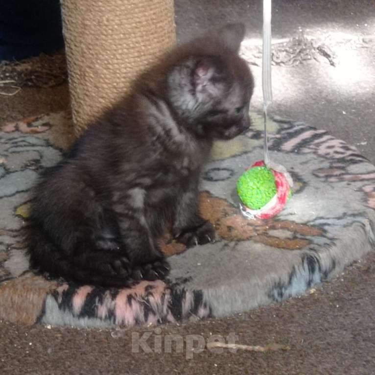 Кошки в Екатеринбурге: Котенок дымчатого цвета Девочка, 100 руб. - фото 4