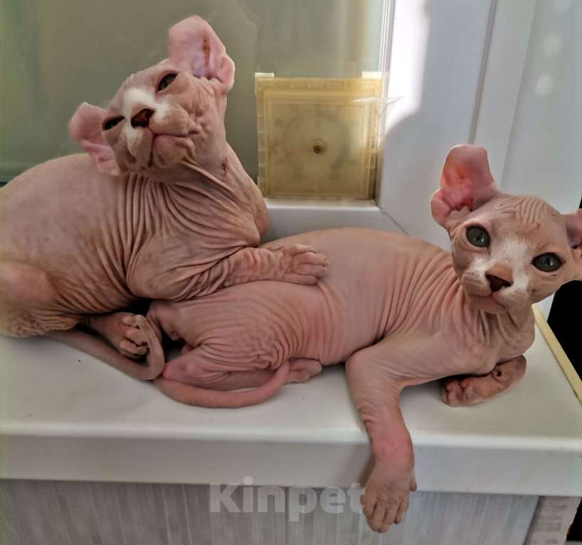 Кошки в Самаре: Чистокровные эльфы девочки Девочка, 5 000 руб. - фото 4