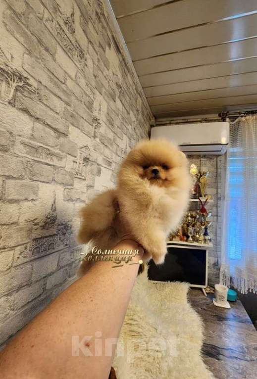 Собаки в Москве: Шпиц померанский мальчик в медвежьем типе питомник Ркф Мальчик, Бесплатно - фото 3