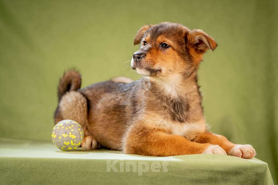 Собаки в Клине: Миндаль - очаровательная карамелька Девочка, Бесплатно - фото 4