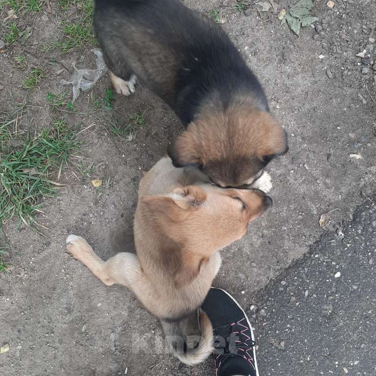 Собаки в Кубинке: Коля Мальчик, Бесплатно - фото 4