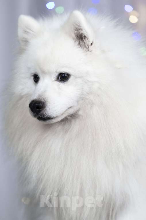 Собаки в Москве: В добрые руки японский шпиц  Мальчик, 1 руб. - фото 6