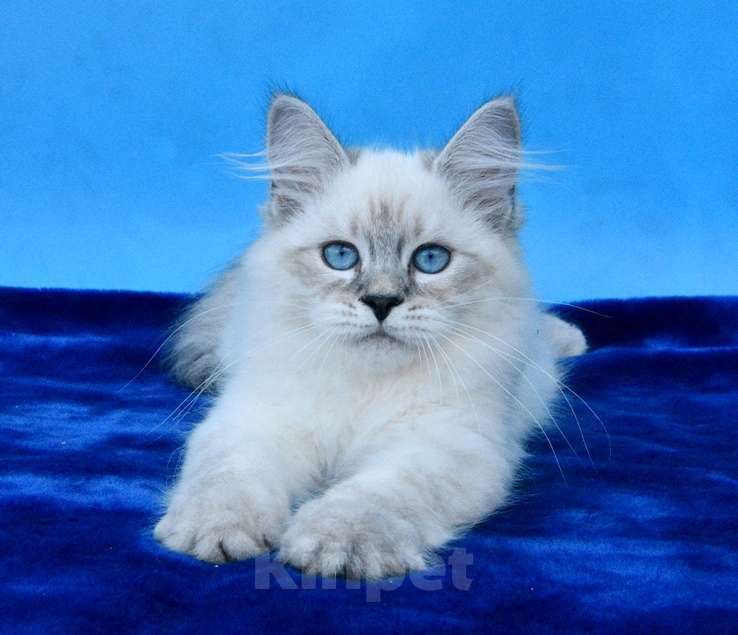 Кошки в Москве: Синеглазый красавец Мальчик, 50 000 руб. - фото 6